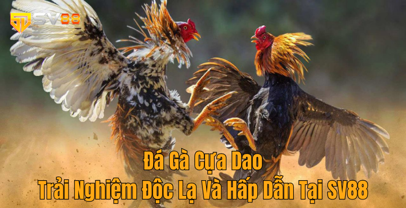 Đá Gà Cựa Dao – Trải Nghiệm Độc Lạ Và Hấp Dẫn Tại SV88