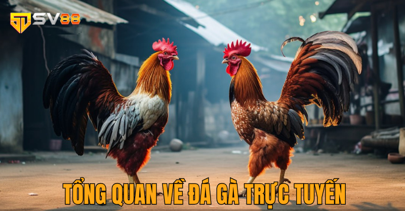 Đá gà trực tuyến là gì?